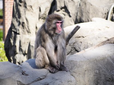 Snow Monkey [4280050]