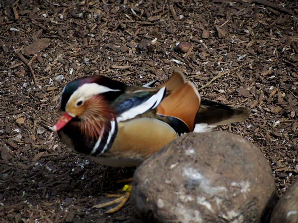 Little Colorful Bird [4280080]