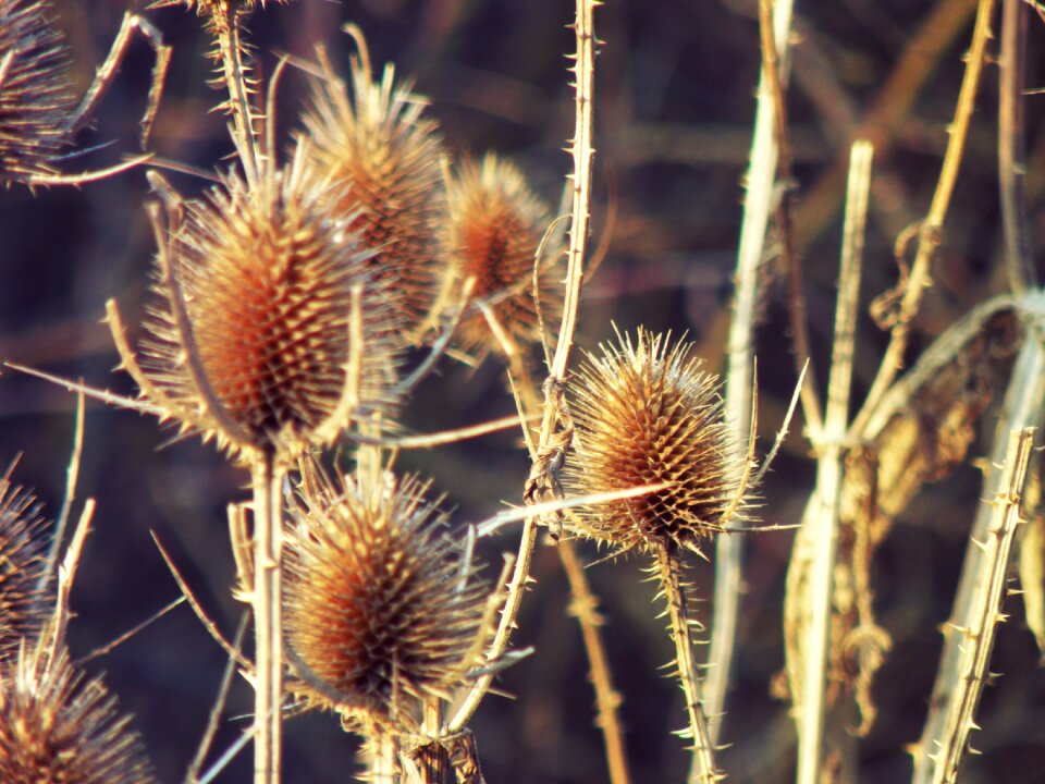 Weed autumn prickly