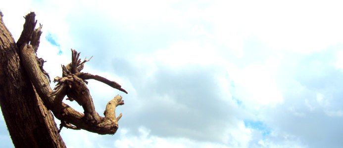 An extended branch - almost a sculpture in itself