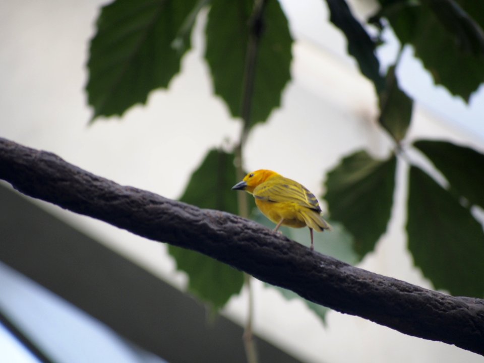 Little Yellow Bird [4280072]