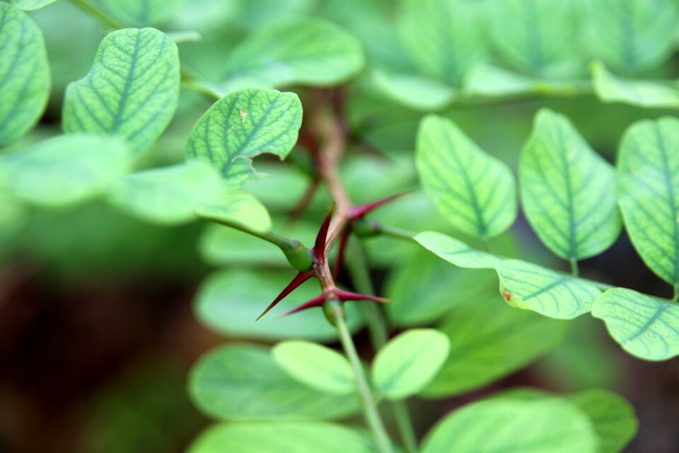 Plant natural green
