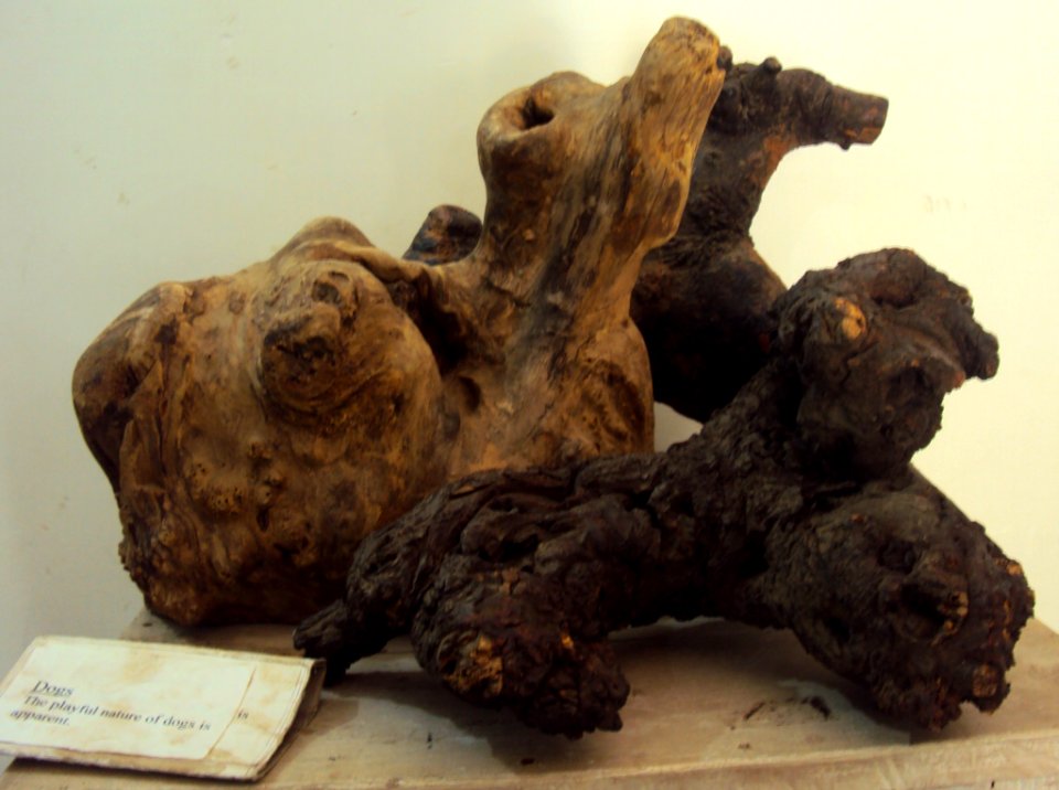 Playful dogs - At Prakriti Bhavan, a museum of natural sculptures