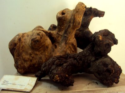 Playful dogs - At Prakriti Bhavan, a museum of natural sculptures
