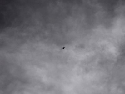Lonely bird in black photo