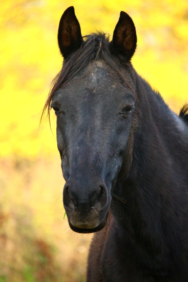 Mare thoroughbred arabian horse head