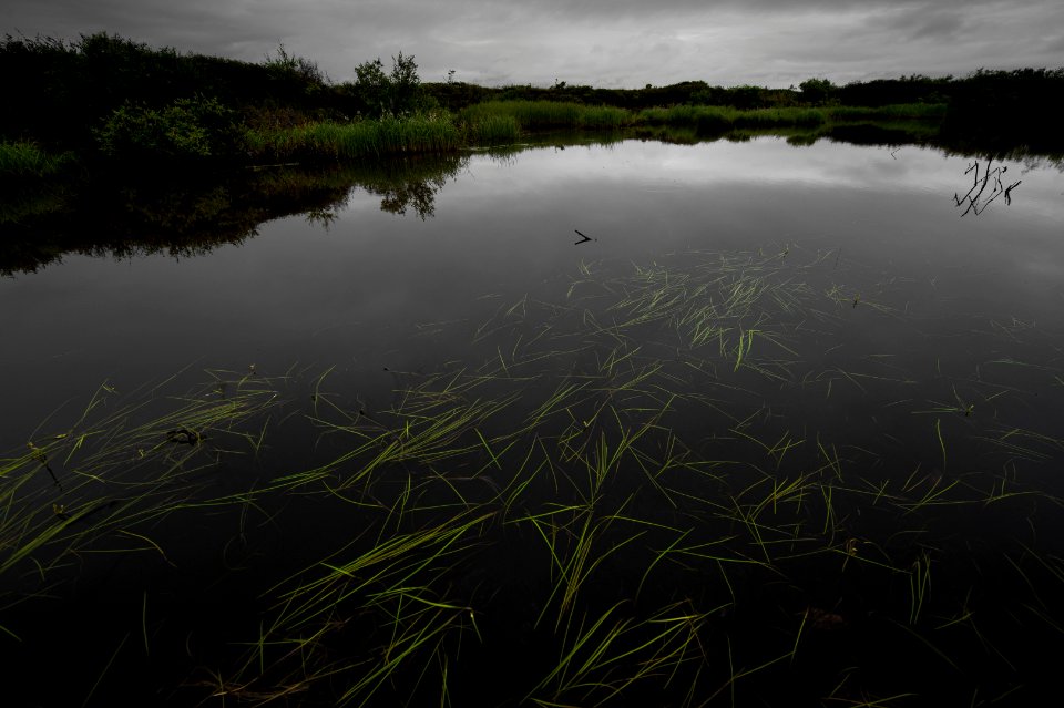 Grasses & pond, Quartz Creek north of Nome, AK