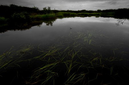 Grasses & pond, Quartz Creek north of Nome, AK