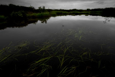 Grasses & pond, Quartz Creek north of Nome, AK photo