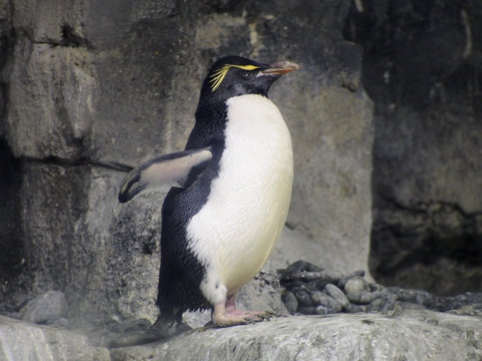 Penguins [4280009]