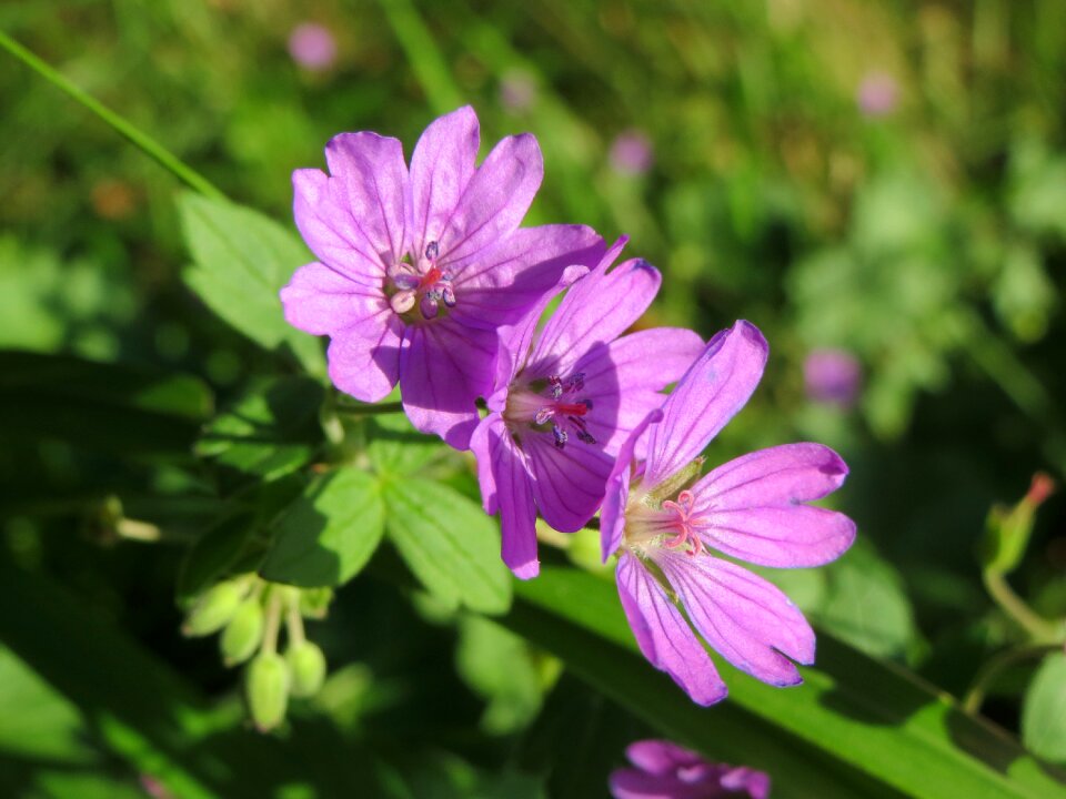 Botany inflorescence blossom