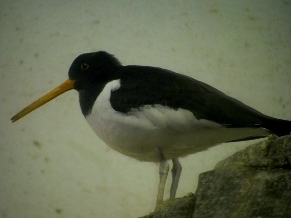 Oystercatcher [4280026]