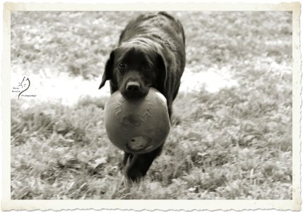 boonfield (7)
