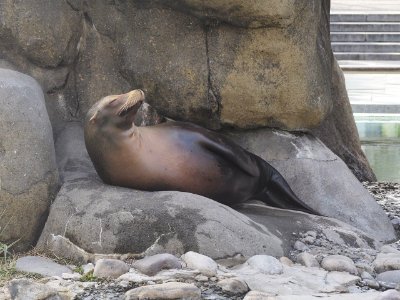 Sea Lion [4280128]