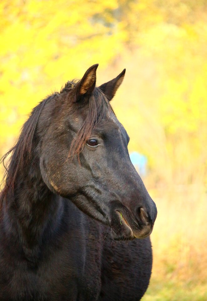 Mare thoroughbred arabian horse head