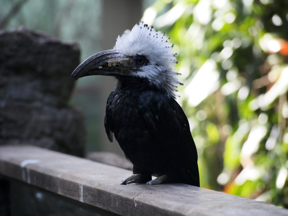 Big Beak Bird [4280082]