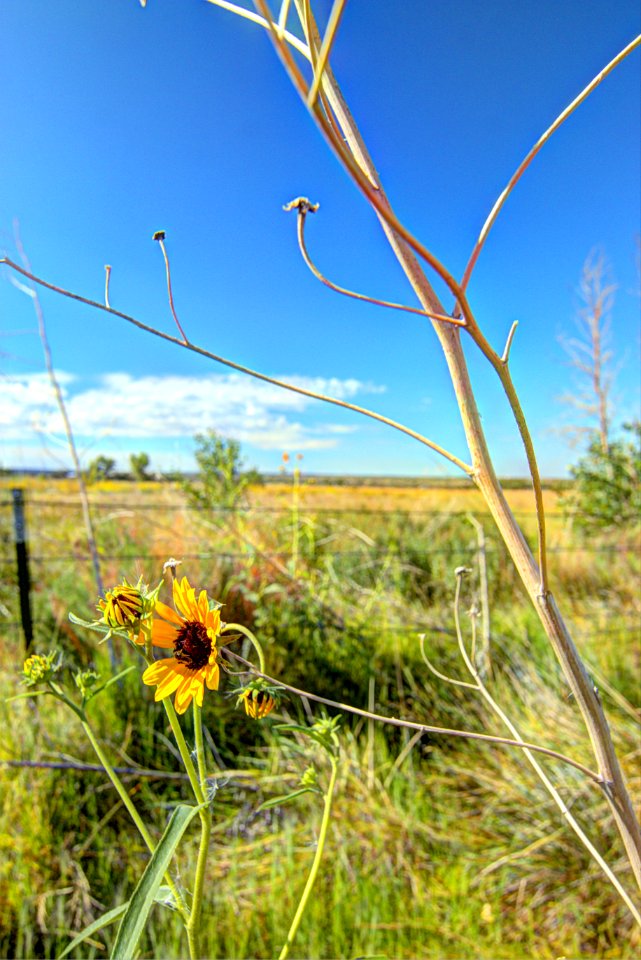 old and new sunflowers