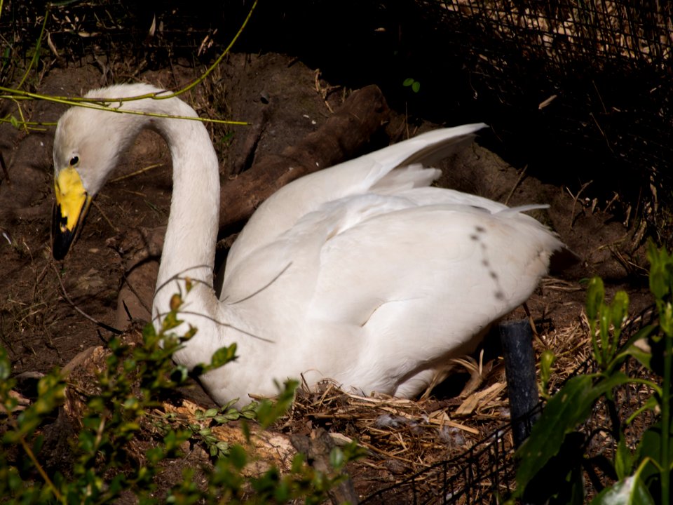 Swan [4280060]
