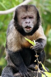 Yellow breast capuchin food animals