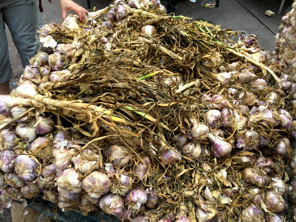 Garlic
