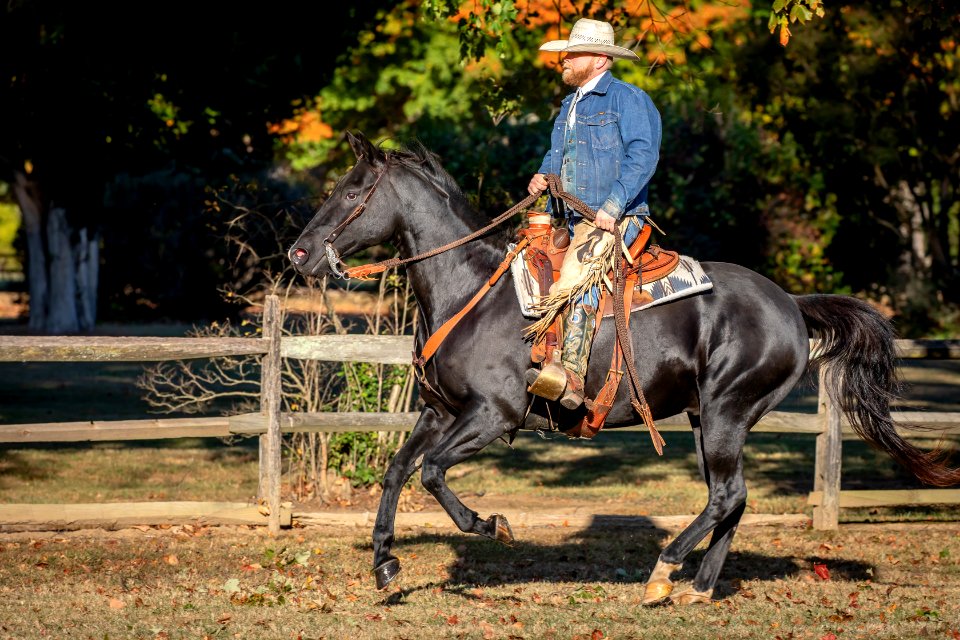 Whitehall Equestrian