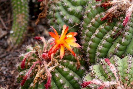 Cactus flower
