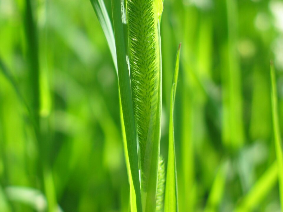 Plant flora nature