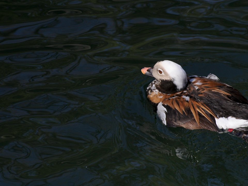Ducks [4280038]