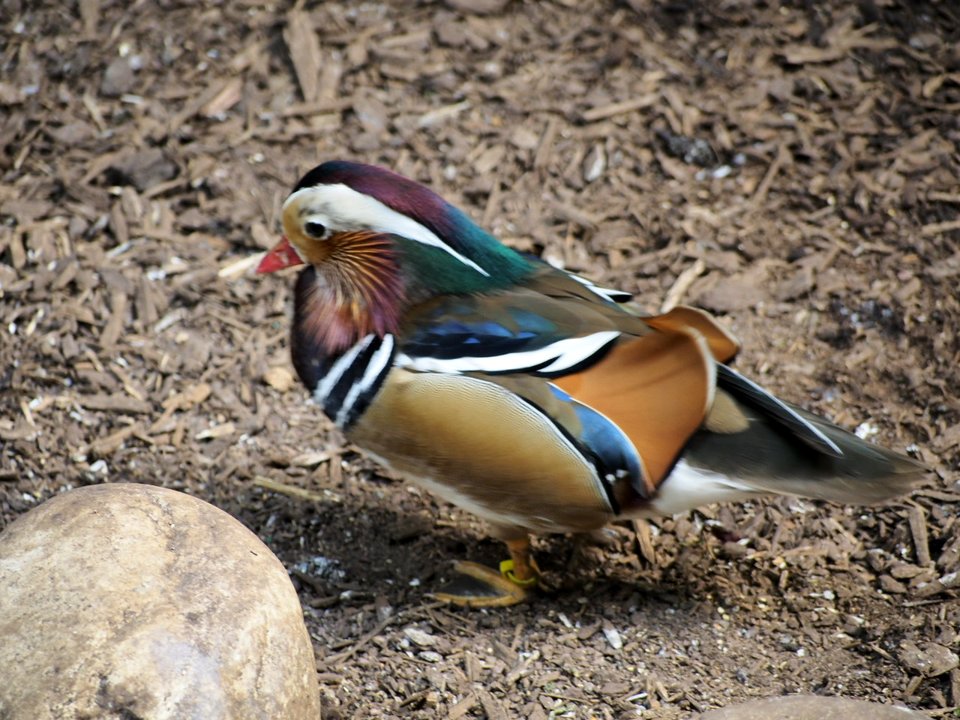 Little Colorful Bird [4280079]