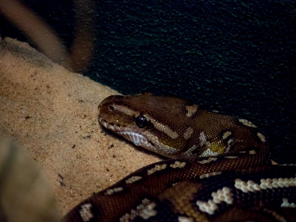 Snake Head [4280112]