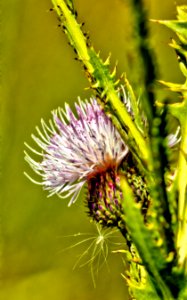 marsh thistle flower