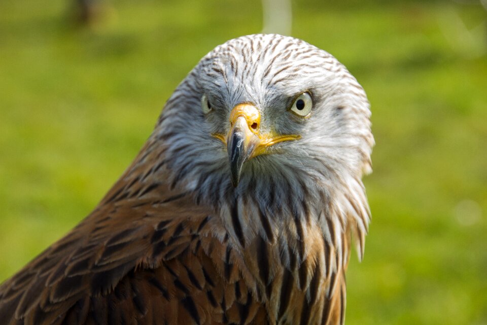 Bird of prey bird predator photo