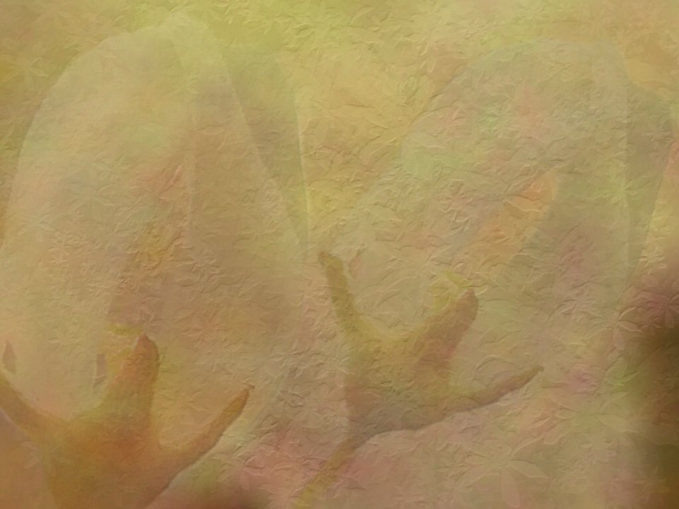 Free texture - buds 2
