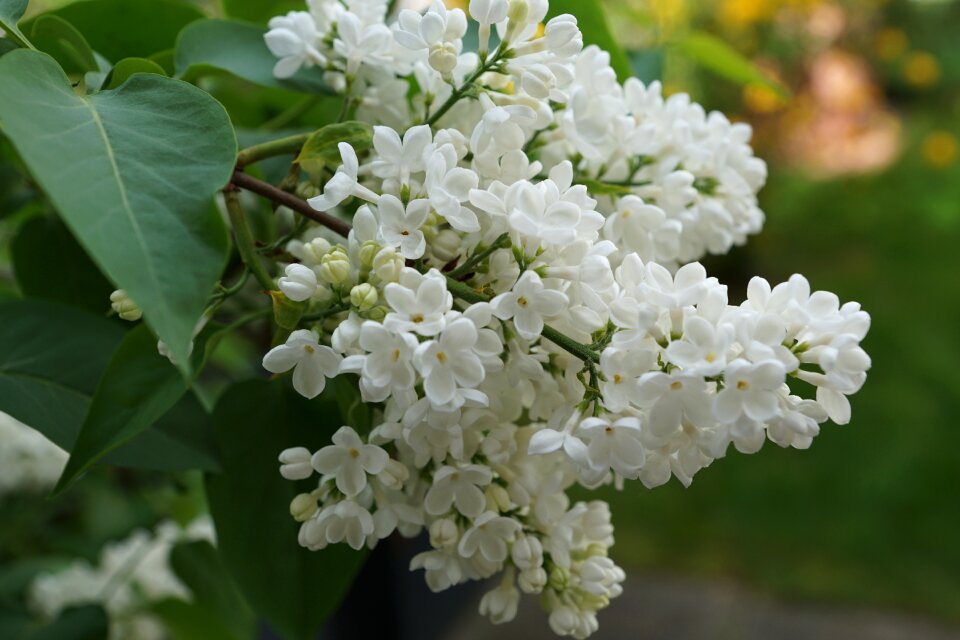Blossom bloom nature