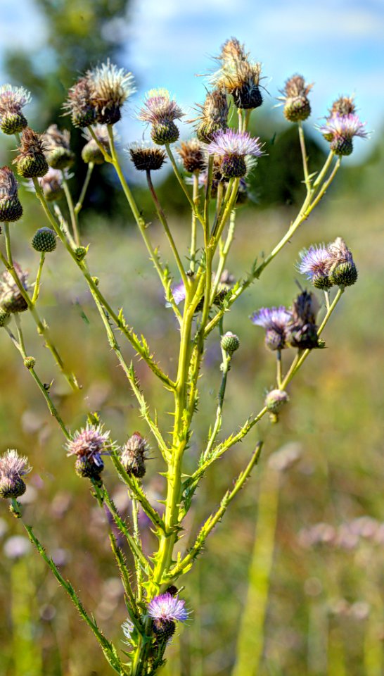 wright's marsh thistle