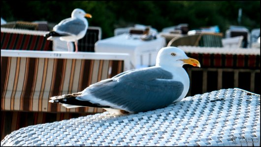 Resting in sunset ... photo