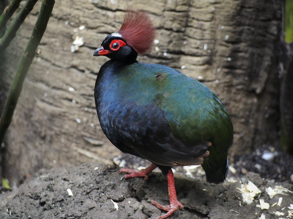 Rotund Bird [4280093]