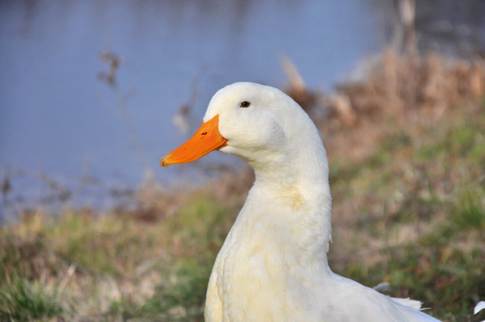White bird pond animal portrait