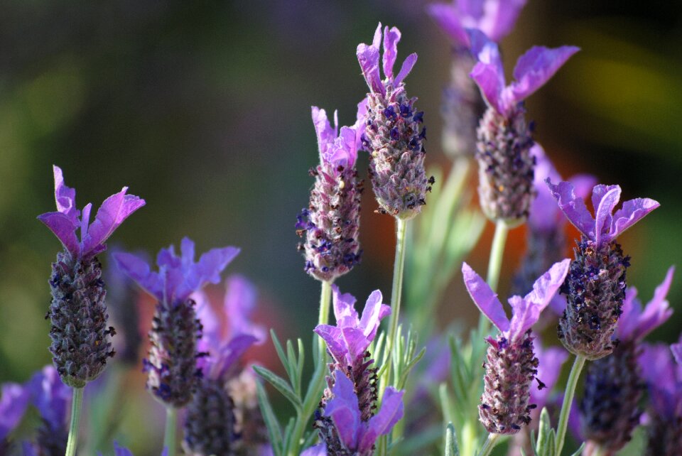 Nature flower purple photo