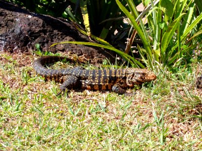 Lagarto overo . Cataratas del Iguazú Argentina photo