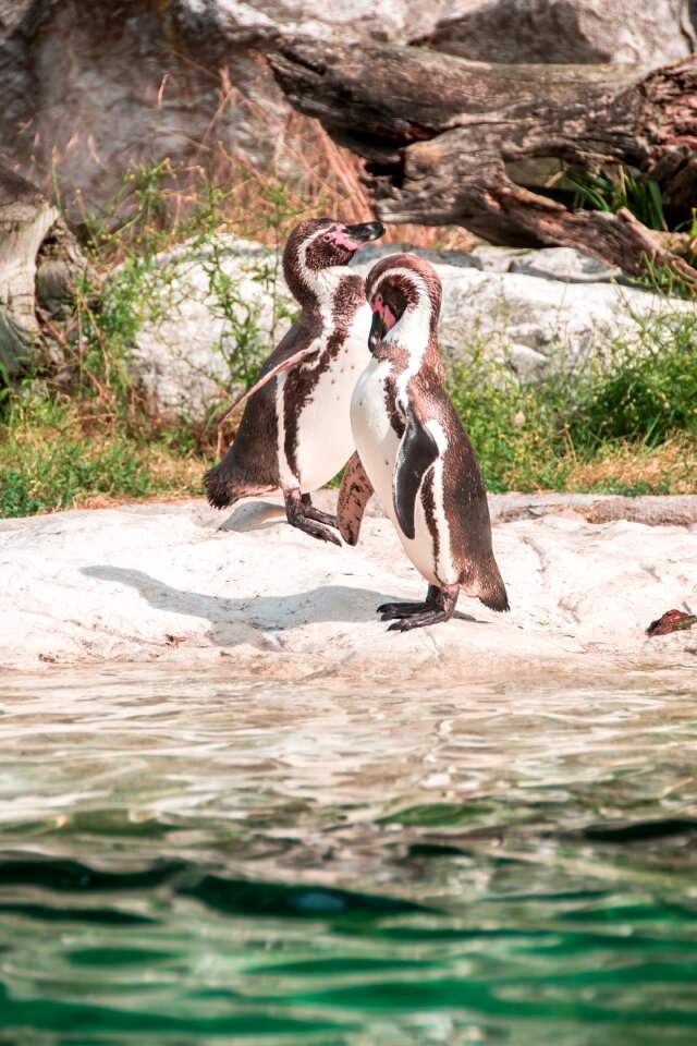 Two animal cute