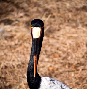 Bird's looking right at ...whatever is to his left and right