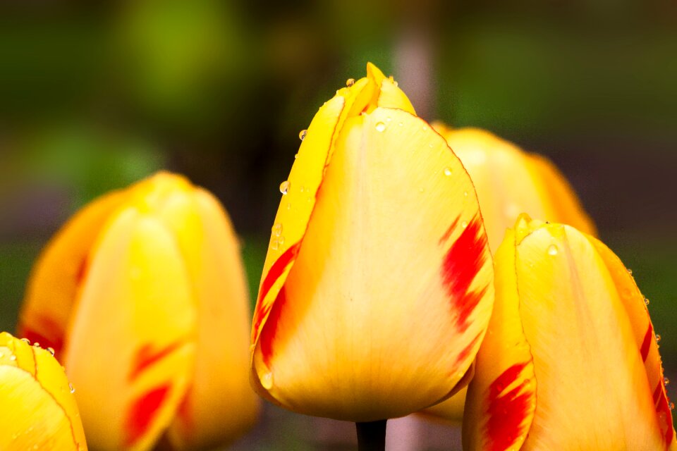 Flowers schnittblume blossom
