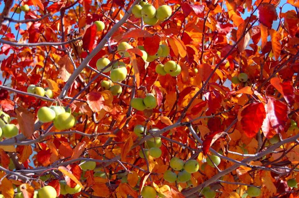 Tree branches tree fruit blooming