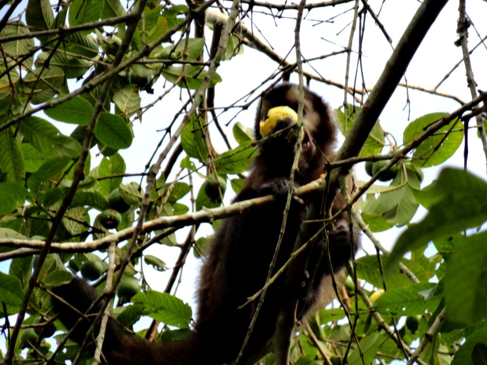Parque Nacional Iguazu  Mono Cai