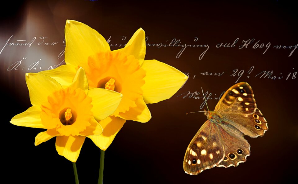 Yellow plant spring