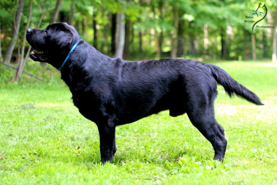 boonfield (22)