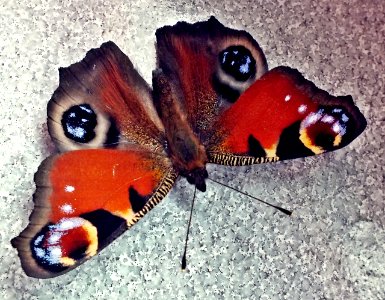 Farfalla