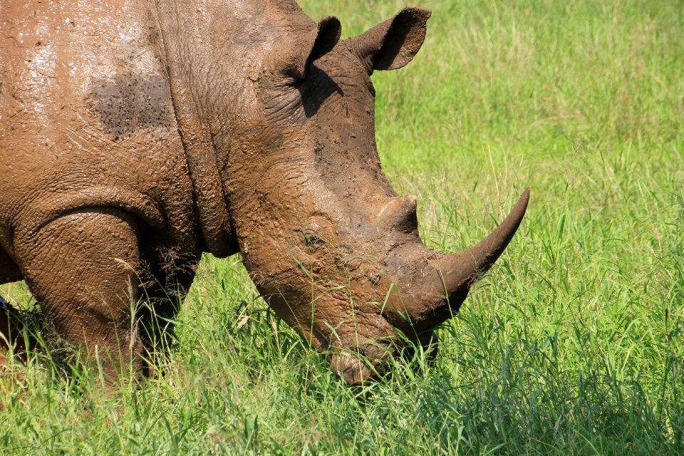 National park wildlife close up