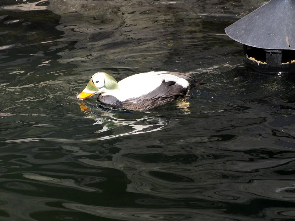 Ducks [4280031]
